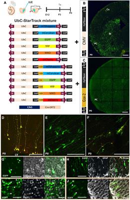 Lineage Relationships Between Subpallial Progenitors and Glial Cells in the Piriform Cortex